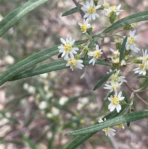 Olearia viscidula at Bungonia, NSW - 11 Sep 2024