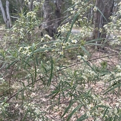 Olearia viscidula at Bungonia, NSW - 11 Sep 2024