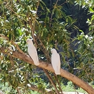 Cacatua sanguinea at Wunaamin Miliwundi Ranges, WA - 12 Sep 2024