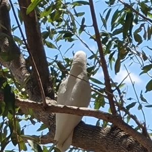 Cacatua sanguinea at Wunaamin Miliwundi Ranges, WA - 12 Sep 2024