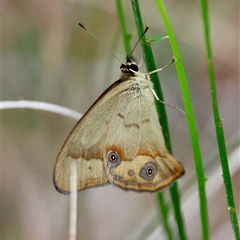 Hypocysta metirius (Brown Ringlet) at Moruya, NSW - 12 Sep 2024 by LisaH