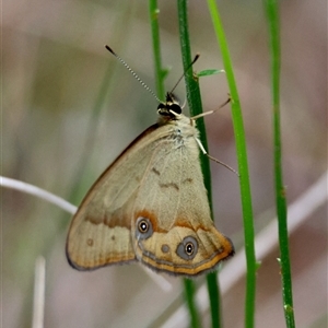 Hypocysta metirius at Moruya, NSW - suppressed