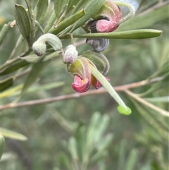 Grevillea arenaria subsp. arenaria (Nepean Spider Flower) at Bungonia, NSW - 11 Sep 2024 by JaneR