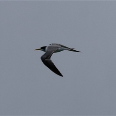 Thalasseus bergii (Crested Tern) at Moruya, NSW - 12 Sep 2024 by LisaH