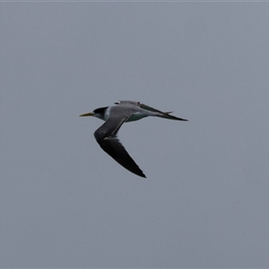 Thalasseus bergii at Moruya, NSW - 12 Sep 2024