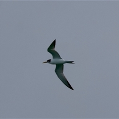 Thalasseus bergii at Moruya, NSW - 12 Sep 2024