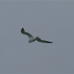 Thalasseus bergii at Moruya, NSW - 12 Sep 2024