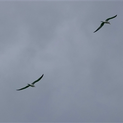 Thalasseus bergii at Moruya, NSW - 12 Sep 2024