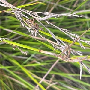 Lepidosperma gunnii at Bungonia, NSW - 11 Sep 2024