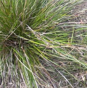 Lepidosperma gunnii at Bungonia, NSW - 11 Sep 2024