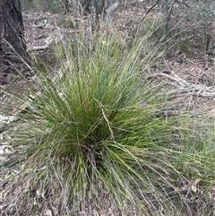 Lepidosperma gunnii at Bungonia, NSW - 11 Sep 2024