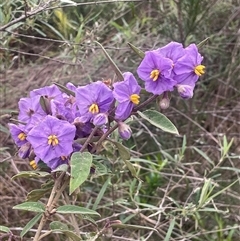 Solanum celatum at Bungonia, NSW - 11 Sep 2024 by JaneR