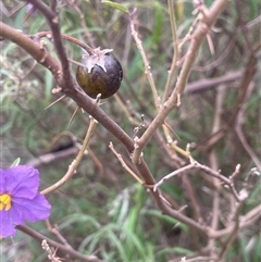 Solanum celatum at Bungonia, NSW - 11 Sep 2024