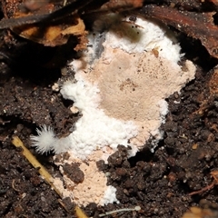 Chromelosporium/Ostracoderma sp. at Acton, ACT - 12 Sep 2024