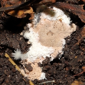 Chromelosporium/Ostracoderma sp. at Acton, ACT - 12 Sep 2024 11:07 AM