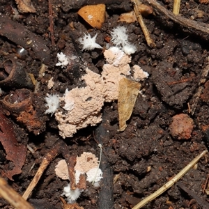 Chromelosporium/Ostracoderma sp. at Acton, ACT - 12 Sep 2024