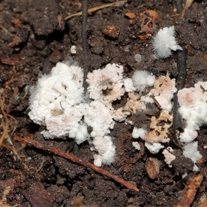 Chromelosporium/Ostracoderma sp. at Acton, ACT - 12 Sep 2024