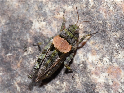 Tetrigidae (family) (Pygmy grasshopper) at Tharwa, ACT - 21 Aug 2024 by TimL