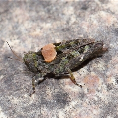 Tetrigidae (family) at Tharwa, ACT - 21 Aug 2024