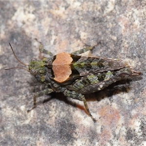 Tetrigidae (family) at Tharwa, ACT - 21 Aug 2024