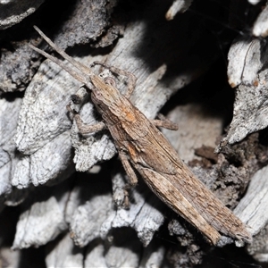 Coryphistes ruricola at Watson, ACT - 1 Sep 2024