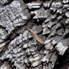 Coryphistes ruricola at Watson, ACT - 1 Sep 2024