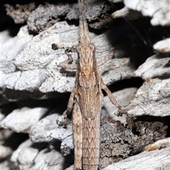 Coryphistes ruricola at Watson, ACT - 1 Sep 2024