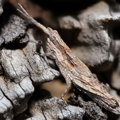 Coryphistes ruricola at Watson, ACT - 1 Sep 2024