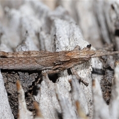 Coryphistes ruricola at Watson, ACT - 1 Sep 2024 01:21 PM