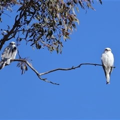 Elanus axillaris (Black-shouldered Kite) at Throsby, ACT - 13 Jul 2024 by TimL