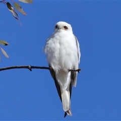 Elanus axillaris at Throsby, ACT - 13 Jul 2024