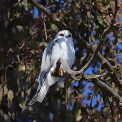 Elanus axillaris at Throsby, ACT - 13 Jul 2024