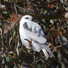 Elanus axillaris at Throsby, ACT - 13 Jul 2024