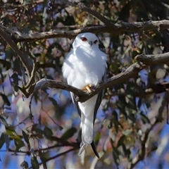 Elanus axillaris at Throsby, ACT - 13 Jul 2024