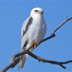 Elanus axillaris (Black-shouldered Kite) at Throsby, ACT - 13 Jul 2024 by TimL