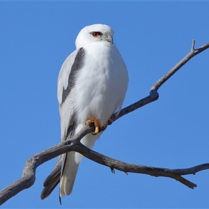 Elanus axillaris at Throsby, ACT - 13 Jul 2024