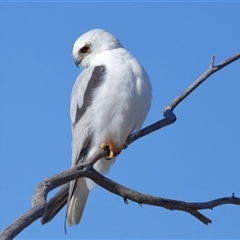 Elanus axillaris at Throsby, ACT - 13 Jul 2024