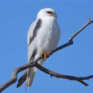 Elanus axillaris at Throsby, ACT - 13 Jul 2024