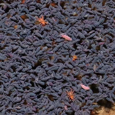 Bdellidae sp. (family) (Unidentified Snout Mite) at Forde, ACT - 9 Jul 2024 by TimL