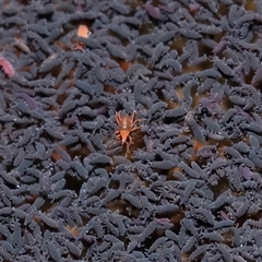 Bdellidae sp. (family) at Forde, ACT - 9 Jul 2024