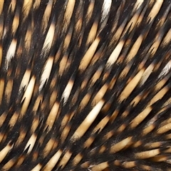 Tachyglossus aculeatus (Short-beaked Echidna) at Forde, ACT - 29 Jun 2024 by TimL