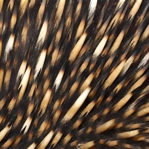 Tachyglossus aculeatus at Forde, ACT - 29 Jun 2024