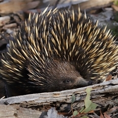 Tachyglossus aculeatus at Forde, ACT - 29 Jun 2024 02:20 PM