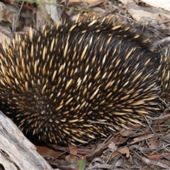 Tachyglossus aculeatus at Forde, ACT - 29 Jun 2024 02:20 PM