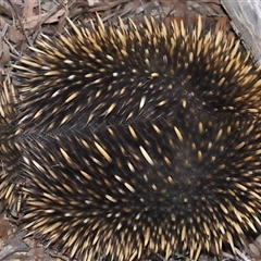 Tachyglossus aculeatus at Forde, ACT - 29 Jun 2024 02:20 PM