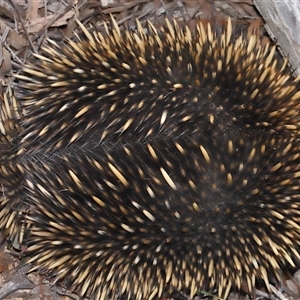 Tachyglossus aculeatus at Forde, ACT - 29 Jun 2024