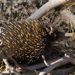 Tachyglossus aculeatus at Forde, ACT - 29 Jun 2024