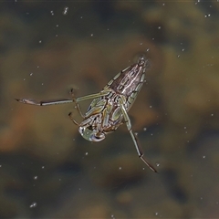 Enithares sp. (genus) (Backswimmer) at Tharwa, ACT - 10 Aug 2024 by TimL