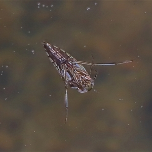 Enithares sp. (genus) at Tharwa, ACT - 10 Aug 2024 02:02 PM