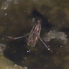 Enithares sp. (genus) at Tharwa, ACT - 10 Aug 2024